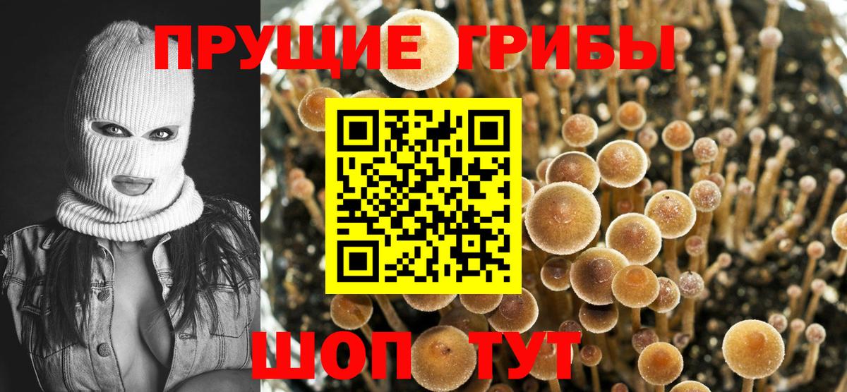 Псилоцибиновые грибы Cubensis Кстово